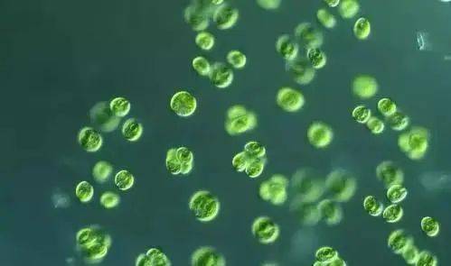 生物塑料?生物基塑料?生物降解塑料?别懵圈,来这里!(图3) 生物塑料?生物基塑料?生物降解塑料?别懵圈,来这里!(图3)